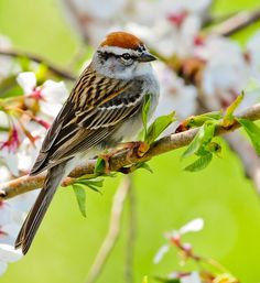 a bird is sitting on a branch with flowers