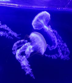 two purple jellyfish swimming in an aquarium