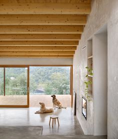 two dogs are sitting in the middle of a room with large windows and wooden ceilinging