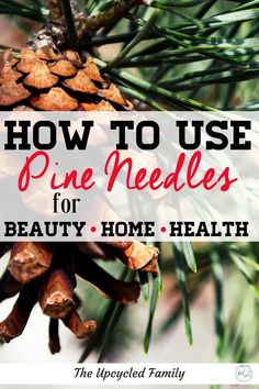 Every wonder if you can use those pine trees out back for more than just shade or landscaping? Yes you can! Health benefits of pine needles plus easy ways to use them. #pine #pineneedles #healthbenefits #naturalmedicine #herbs #pineneedletea #essentialoils Pine Needle Oil Benefits, Pine Needle Tea, Folk Medicine, Calendula Benefits, Herbs Garden, Tea Health Benefits, Sweet Ideas, Herbal Tinctures, Natural Health Care