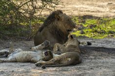 Now, the most important question one asks themselves, ‘how many days will this trip take?’ well three to four days is the ideal amount of time to see Etosha National Park. Places In Malaysia, Have Fun With Friends, Mount Kinabalu, National Park Lodges, Eco Lodges, Malaysia Travel, Fun With Friends, Wildlife Park, Sustainable Tourism