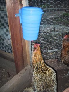 two chickens standing next to each other in front of a blue bucket on the side of a chicken coop