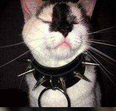 a black and white cat with spikes on its collar