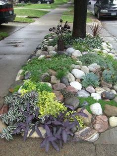 an assortment of plants and rocks on the sidewalk