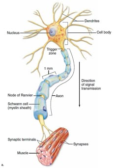 an image of the structure of a human nervous system with labeled parts and functions in it