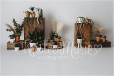 several potted plants are arranged on wooden crates with white walls in the back ground