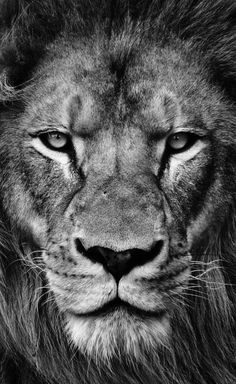 a black and white photo of a lion's face