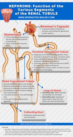 the nervous system and its functions info sheet for medical students to use in their classroom