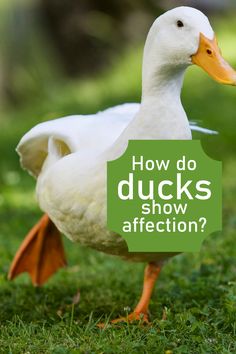 a duck standing in the grass with text overlay reading how do ducks show affection?