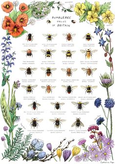 an illustration of bees and flowers with the names of them in each one's hands