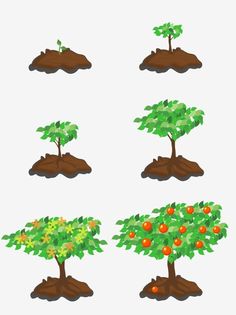 an orange tree is shown in four different stages