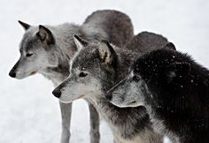 three gray wolfs standing in the snow