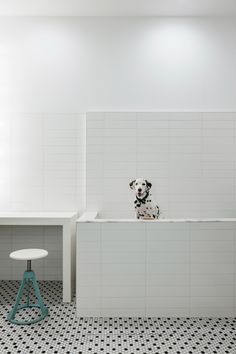 a dog is sitting on the edge of a bathtub in a white tiled bathroom