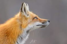 a close up of a red fox's head with its eyes closed and looking off into the distance