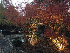 the trees are changing colors in the garden at night, and it's time to change their leaves