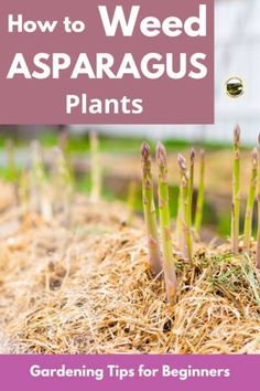 Asparagus Farm, Asparagus Garden, Grow Asparagus, Growing Asparagus, Asparagus Plant, Perennial Vegetables, Organic Vegetable Garden, Organic Gardening Tips