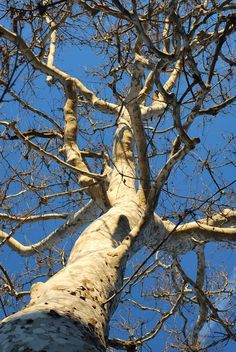 looking up at the top of a tall tree with no leaves on it's branches