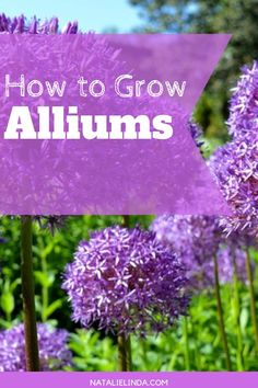 purple flowers with the words how to grow alliums on it in front of them