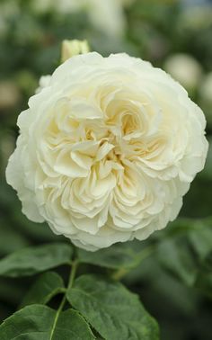 a white flower with green leaves in the foreground