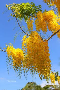 yellow flowers are hanging from the branches of a tree with blue sky in the background