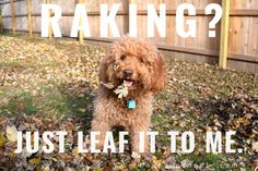 a brown dog standing on top of leaves next to a fence