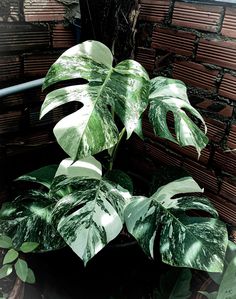 a large green plant sitting on top of a wooden bench