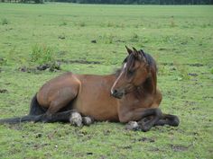 a brown horse laying on top of a lush green field