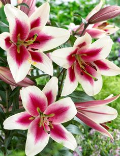 some pink and white flowers are in the grass