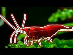 a red insect with white lines on it's body and legs sitting on top of green leaves