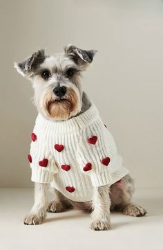 a small dog wearing a sweater with hearts on it