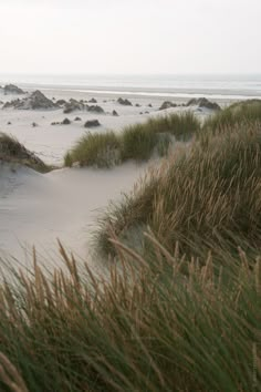 the sand dunes are covered with grass and sea oats