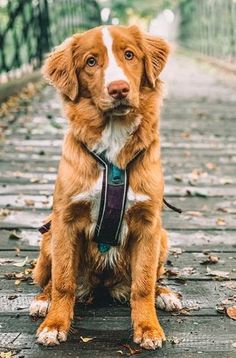 Nova Scotia Duck Tolling Retriever Dogs Tattoos, Duck Retriever, Cats Drawings, Painting Dogs, Animals Wallpapers, English Setter Dogs, Nova Scotia Duck Tolling Retriever, Very Cute Dogs, Cute Dog Pictures