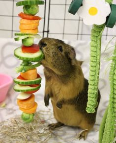 a small rodent is looking up at some food on a stick that has been made out of cucumbers and carrots