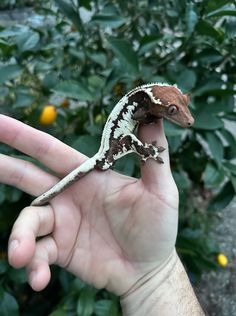 a small gecko sitting on top of someone's hand in front of some bushes