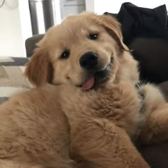 a brown dog laying on top of a couch