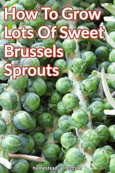 brussels sprouts with the title how to grow lots of sweet brussels sprouts