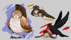 four different types of birds with their names on the front and back, including an owl