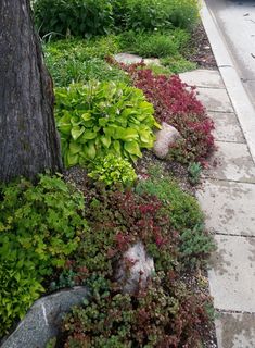 some plants are growing on the sidewalk next to a tree