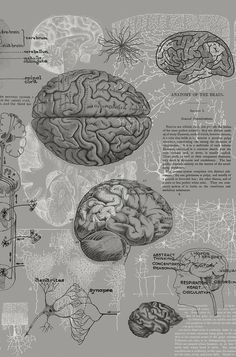 the human brain is shown in this black and white poster, with information about its functions