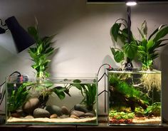 two fish tanks with plants and rocks in them on a table next to a lamp