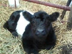 a black and white baby cow laying in hay