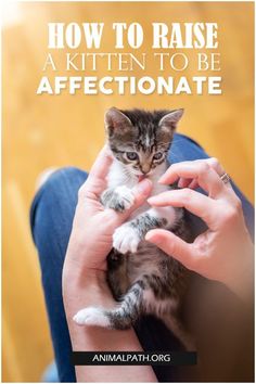 a person holding a kitten with the caption how to raise a kitten to be affectionate