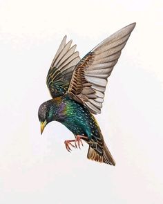 a colorful bird flying in the sky with its wings spread