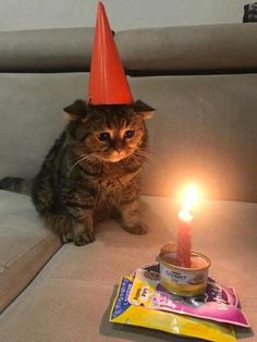 a cat sitting on a couch next to a birthday cake with a lit candle in it