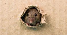 a rodent peeking out of a hole in the wall