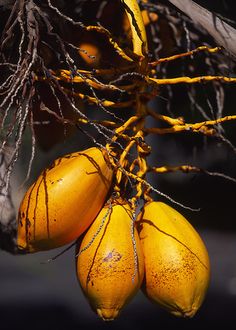 bunches of yellow fruit hanging from a tree with no leaves on it's branches