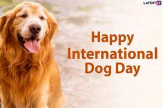 a happy international dog day card with a golden retriever