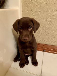 a brown puppy sitting on top of a white tile floor