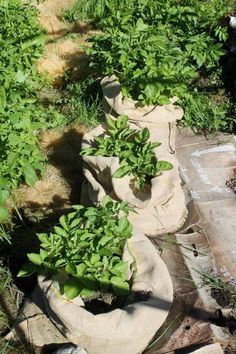 several bags filled with plants sitting on the ground