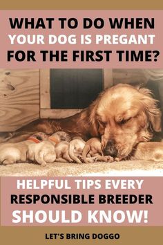 a brown dog laying on top of a floor next to a pile of puppies